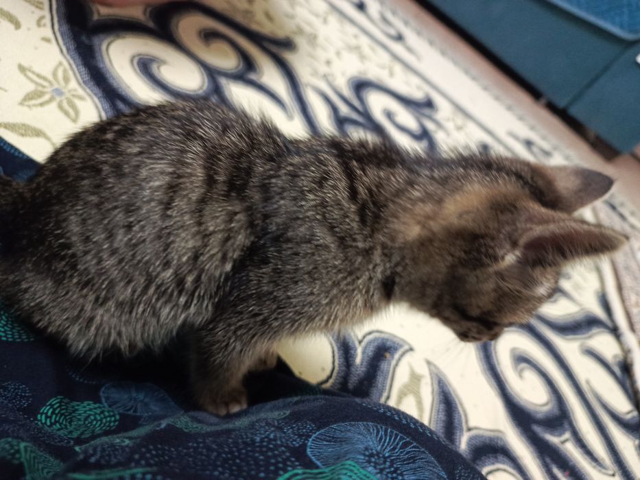Котёнок-табби окросом