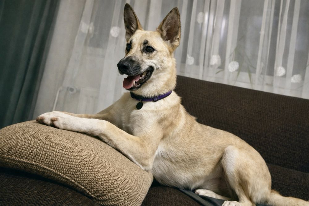 Молодой пёс Арчи ищет дом