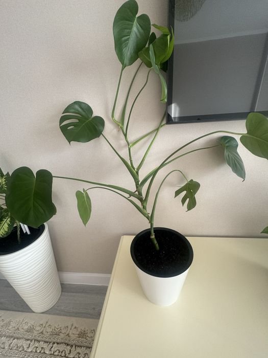 Монстера гулы сатылады