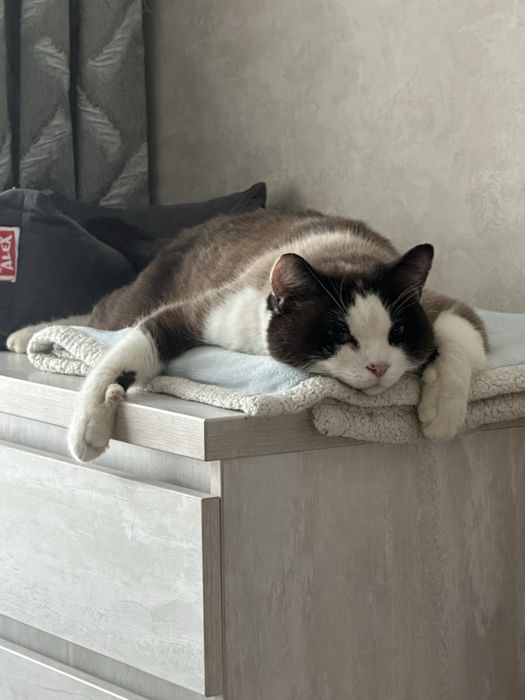 Большой и ласковый котик Балу