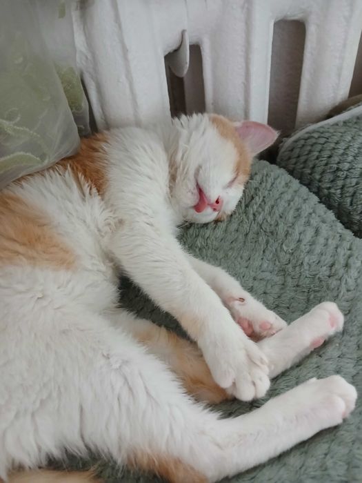 котик в добрые руки