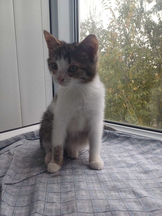 В добрые ответственные руки