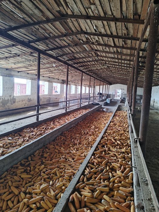 Продаётся срочно ферма не далеко от Ташкента.