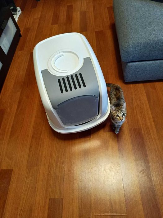 Тоалетна за котки – голяма XXL