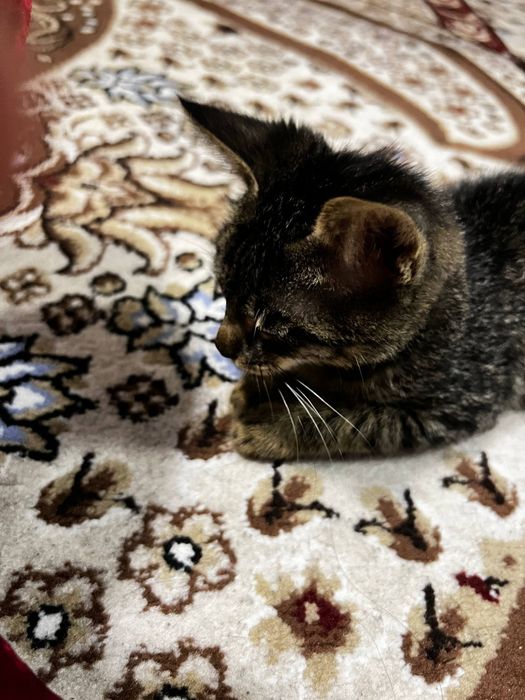 Mushuk bola damashni