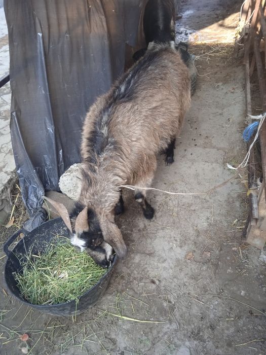 Бугоз эчки сотилади