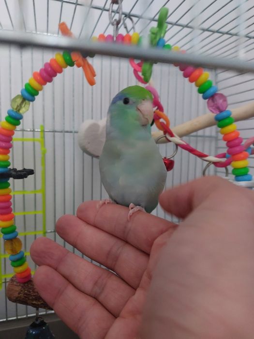 Papagal forpus mascul – crescut la seringă, foarte sociabil