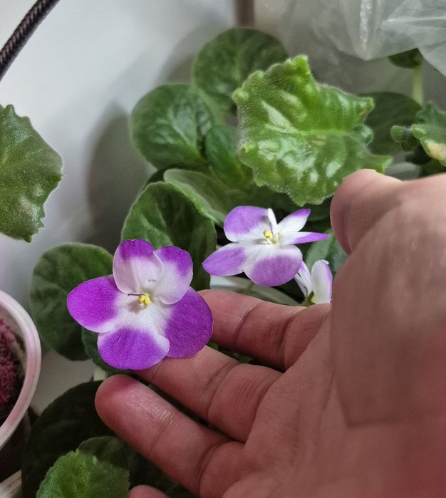 Продам цветущие фиалки