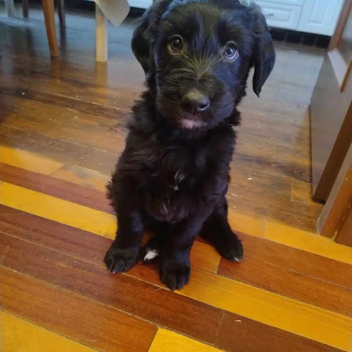 Щенок в заботливые добрые руки