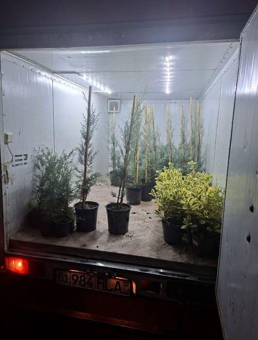 Ёл. Йел Полша Привазной. Ийонимус аурера. Кипарис Аризоника Италия