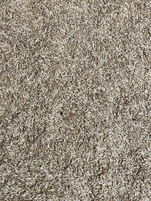 Vand orzoaica de primavara  de samanta si orz