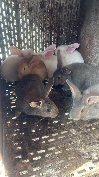 Iepuri foarte frumosi un cadou deosebit pentru Pasti