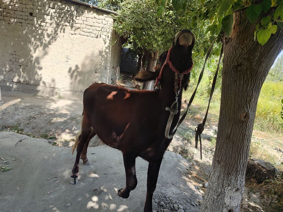 Tona ğunajin qochar sotiladi