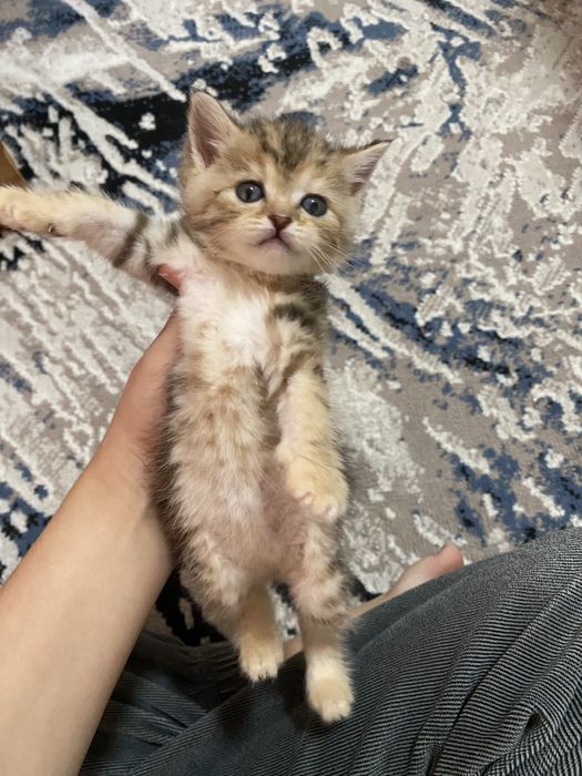 külotlu çorap qizlar onlayn porno