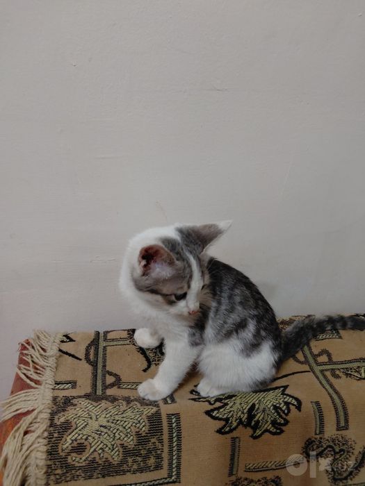 Продаются котята.