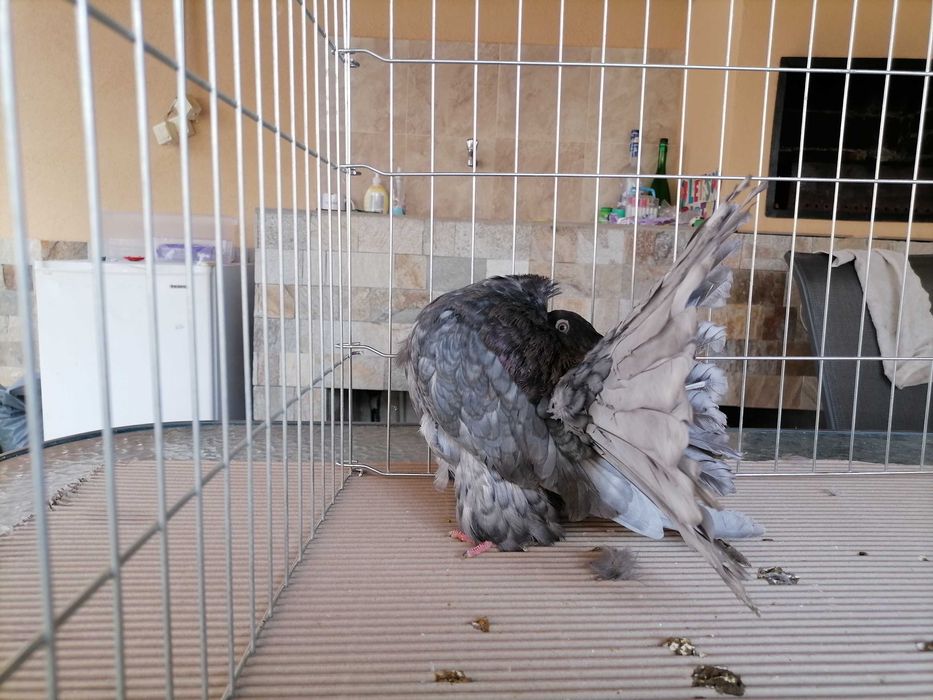 продавам гълъби фенерлии