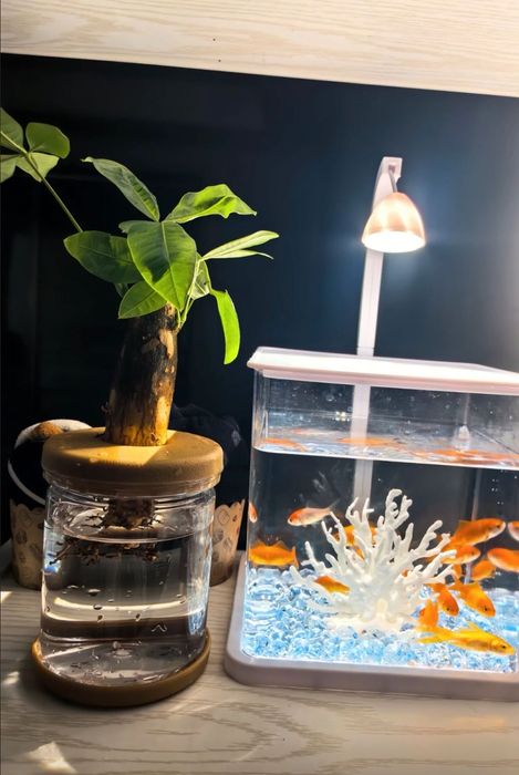 Аквариум за 8000 тенге