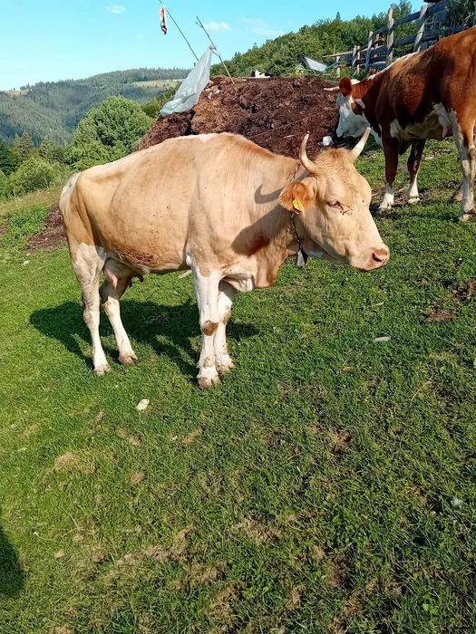 DE VÂNZARE - VACA cu vițel
