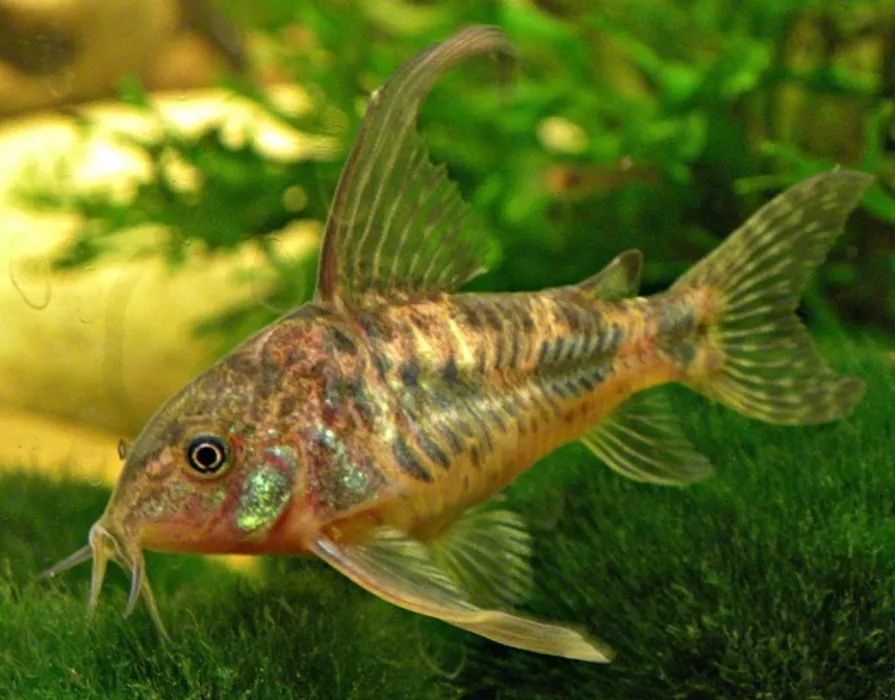 Сомики  аквариумные