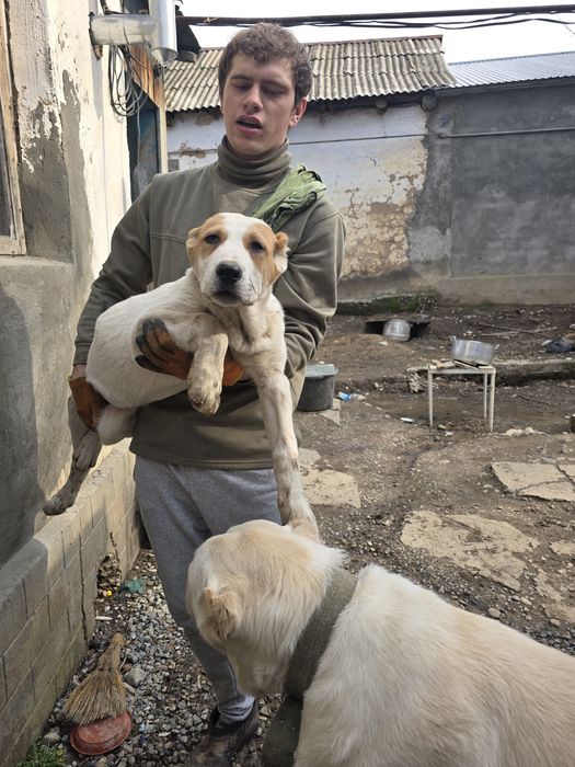 Щенок среднеазиаткой  овчарки