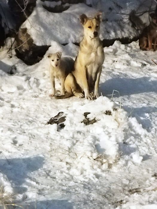 Отдам  щенков в хорошие и добрые руки