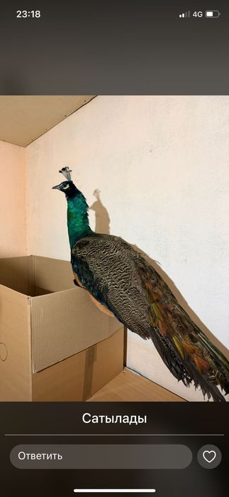 Павлин самец туркистан