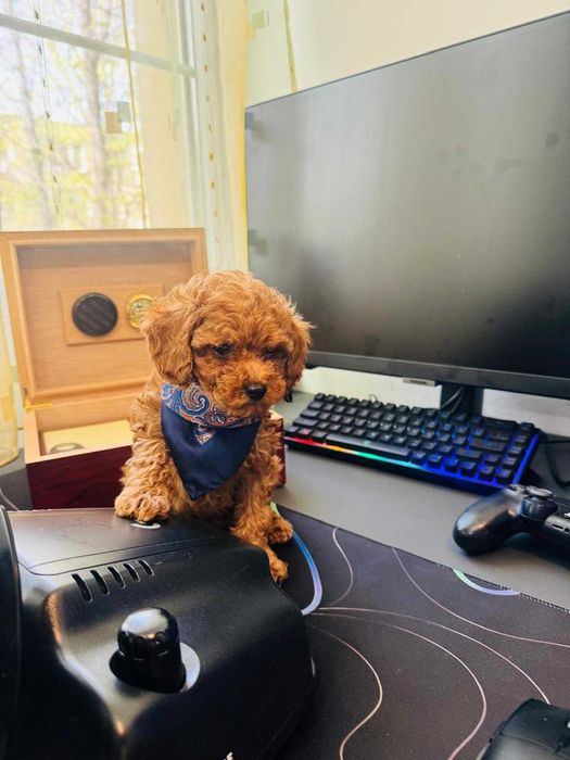 Pudel-Poodle-Caniche toy superb ca o jucarie de plus