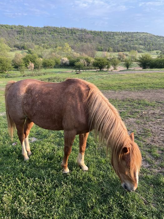 Vada iapa si armasar