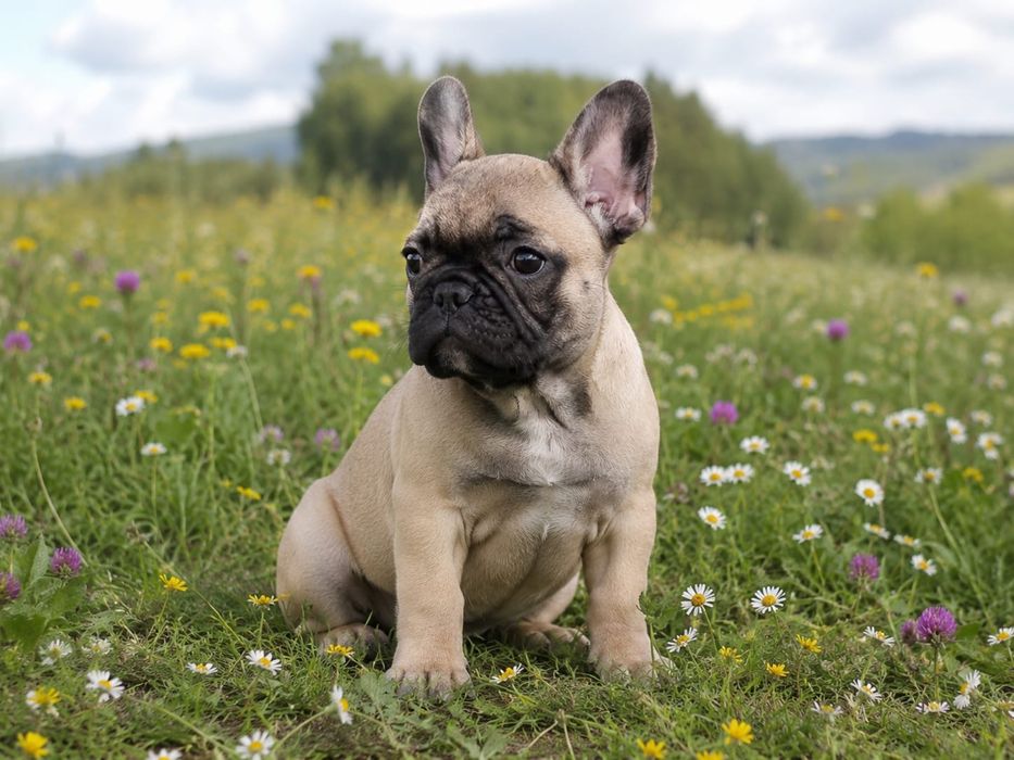 Pui de Bulldog Francez baietel