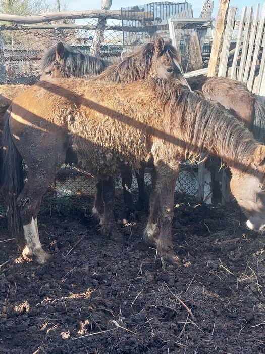 2 жасар тайлар сатылады откорм