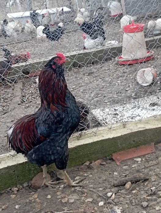 Cocoși araucana potârnichiu