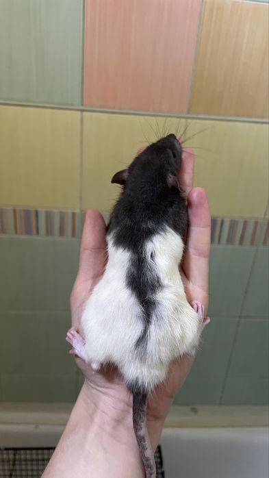 Продам ручных крысят