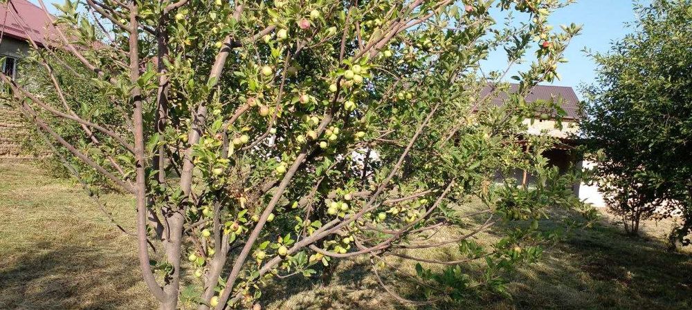 12 sotixli uchastka sotiladi (vremenkasi, meva daraxtlari bor) .