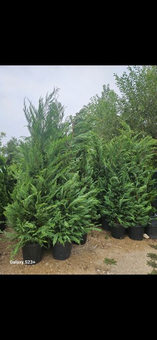 Leylandii verde de mai multe dimensiuni