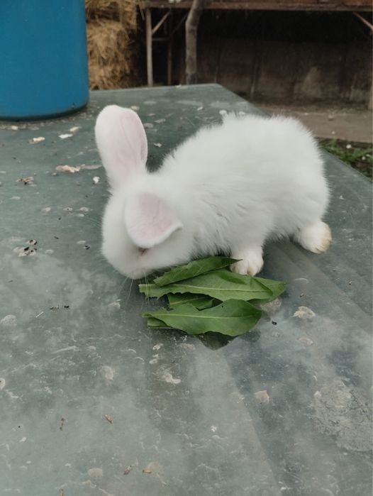 Кролик, кролики фландер с великаном, 1  месяц