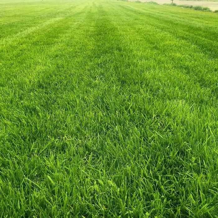 Озеленение участка посадка туй елей газон автополив