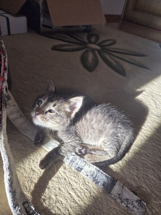 Заберите нас, двух котят!