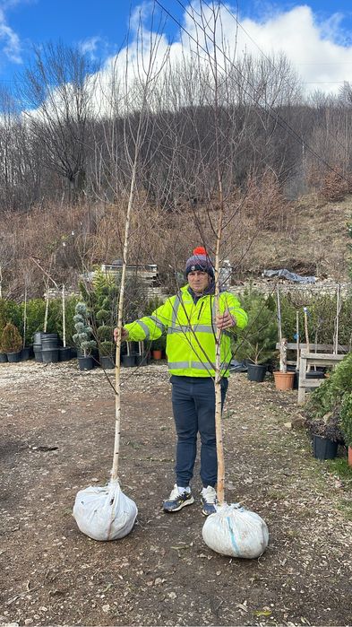Mestecan cu coaja alba decorativ pentru gradina dumneavoastra