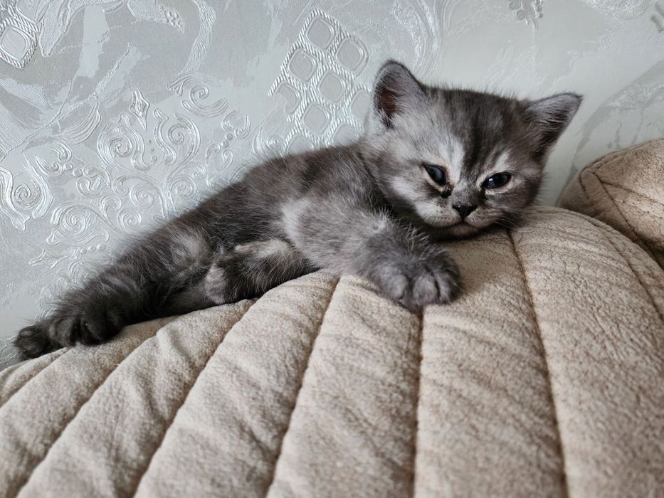 Zotdor mushukchalar sotiladi