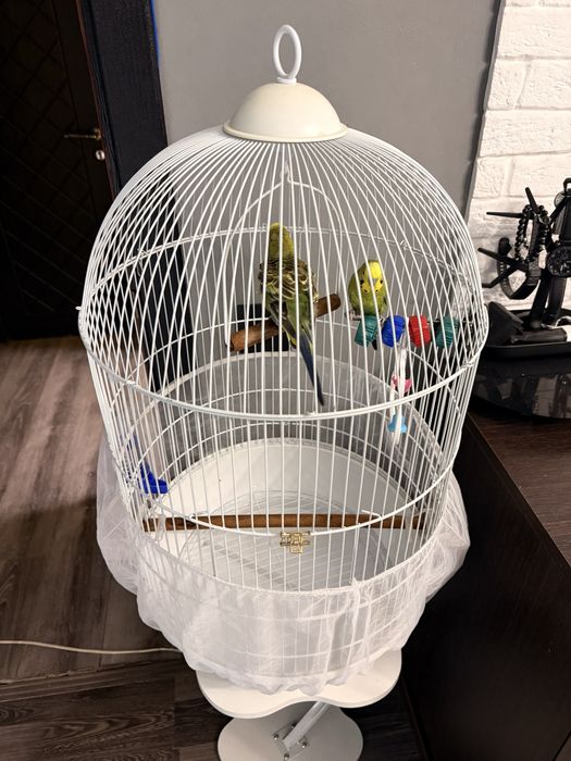 Волнистые попугайчики самец и самка