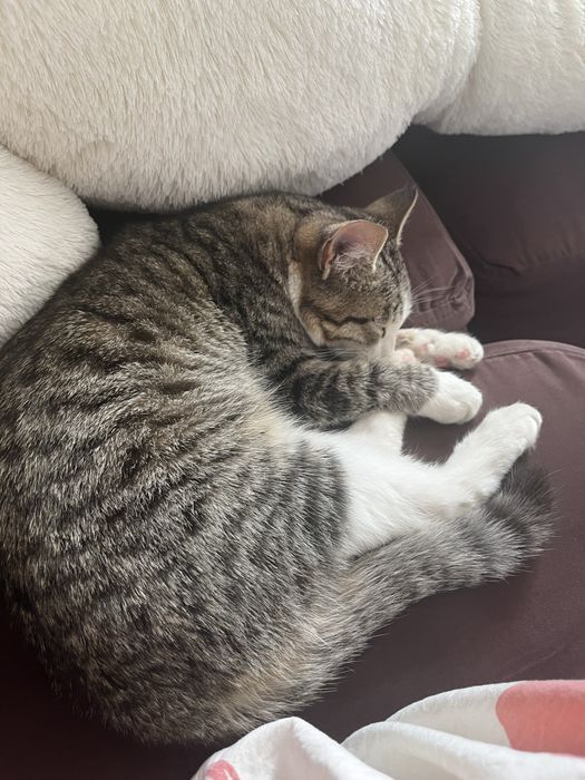 Отдам кота в добрые руки