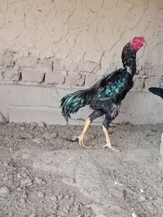 Бойцовый петух хороший