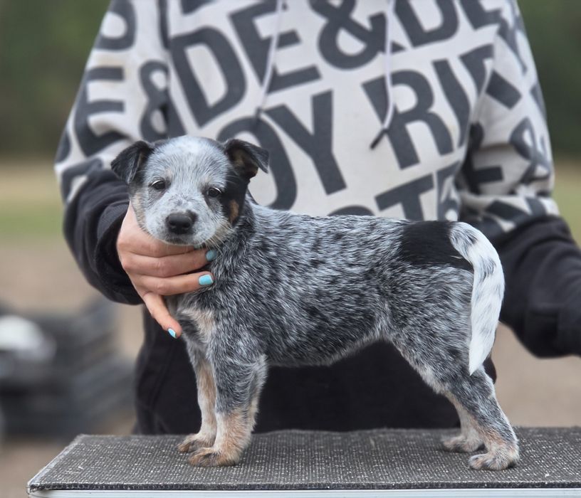 Australian Cattle Dog-femela