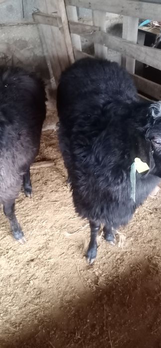 Токтылар сатылады