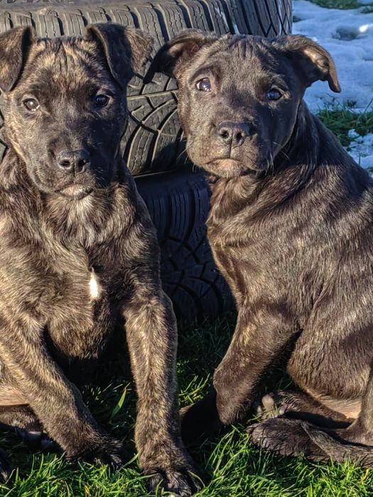 Преса канарио!!!