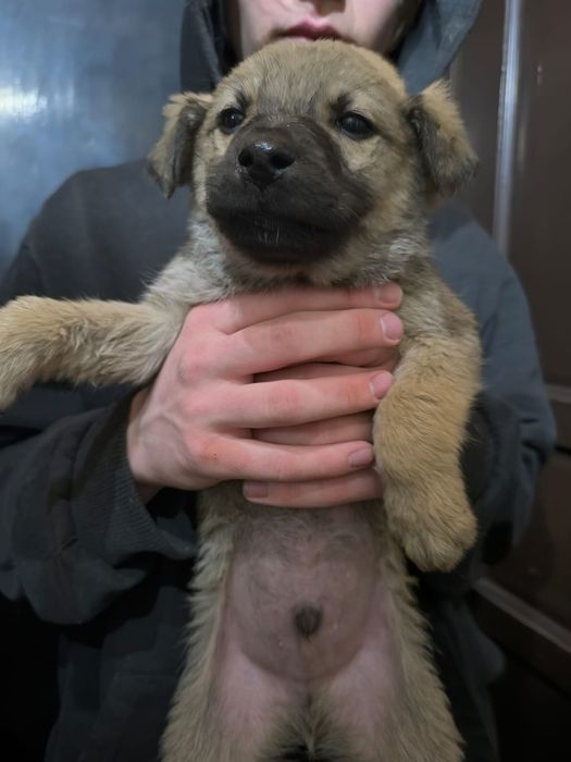 Щенки в добрые руки