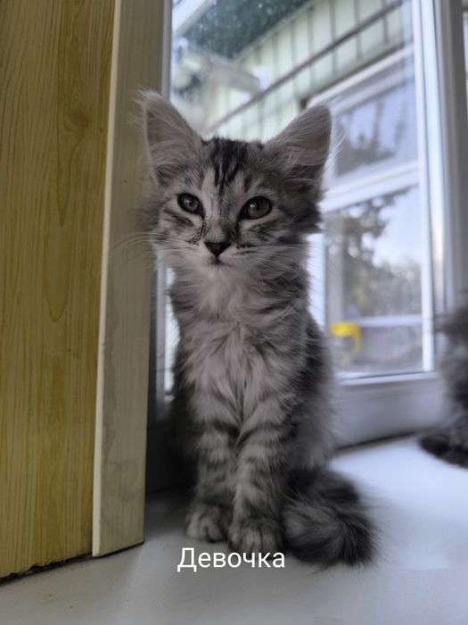 Отдам котят в добрые руки