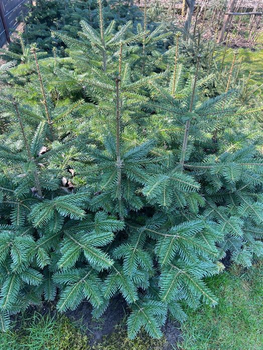 Brazi Normandia pentru replantare sau în ghiveci