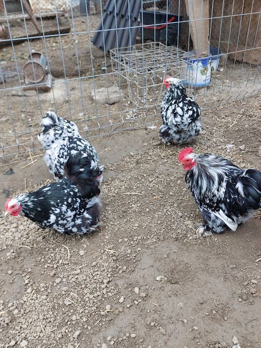 Oua de incubat chochina