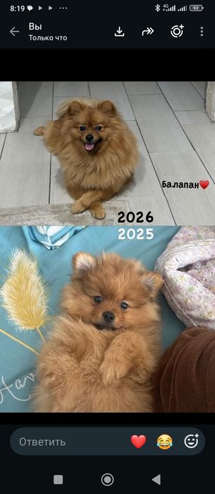 Щенок продаем зовут Симба